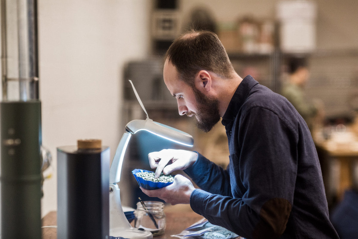 Checking green coffee beans at the roastery